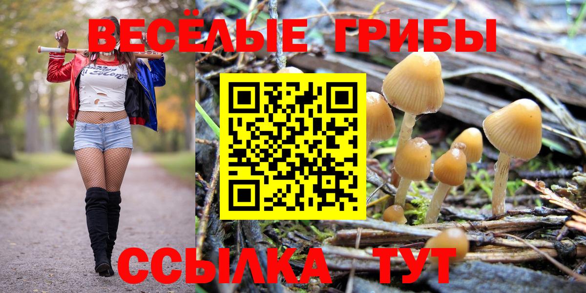 Псилоцибиновые грибы Psilocybe Волгоград